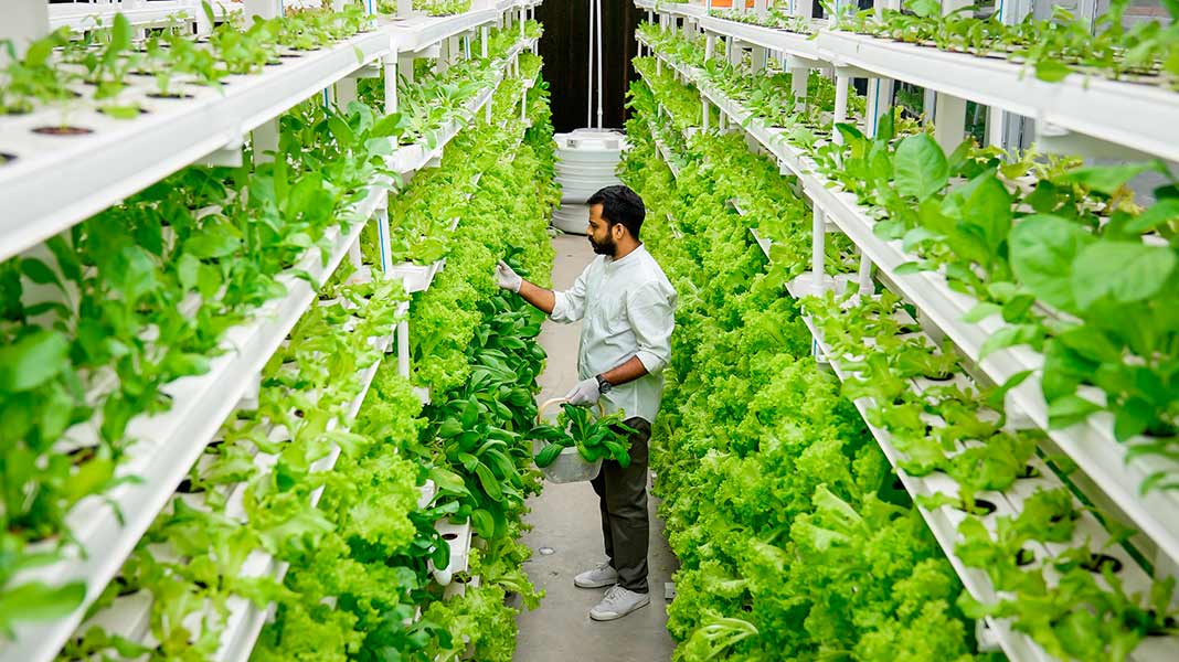 cultivos-verticales-plantas-sonidos|cultivos-verticales-plantas-sonidos|cultivos-verticales-plantas-sonidos